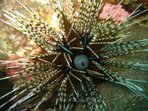 Echinothrix calamaris (1).JPG